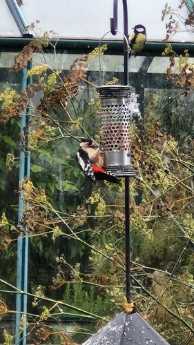 Great Spotted Woodpecker