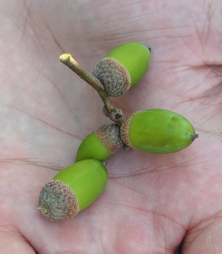 Quercus fabrei observed 2026-09-25