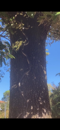 Green Whip Snake