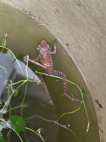 Brown Marsh Frog