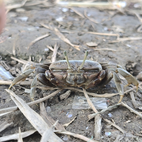 Bowed Fiddler Crab