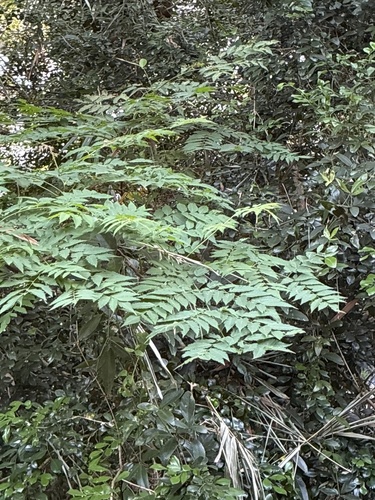Aralia bipinnata