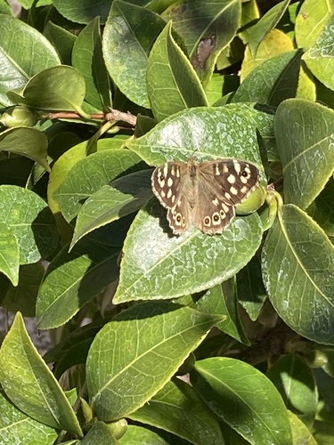 Speckled Wood
