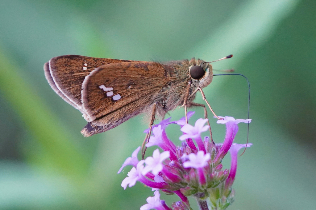 Common Straight Swift