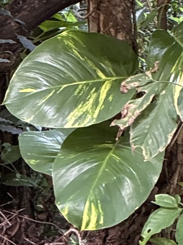 Golden Pothos