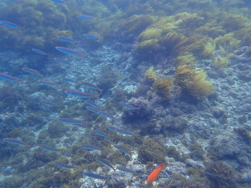 Decapterus muroadsi observed 2026-09-19