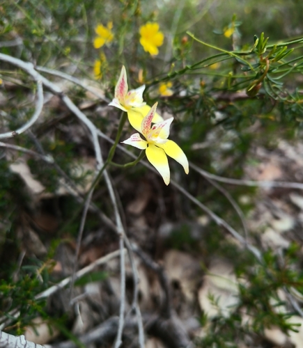 Cowslip Orchid