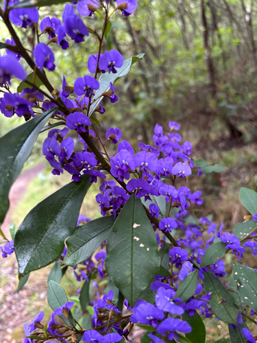 Tree Hovea
