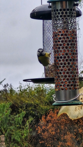 Eurasian Blue Tit