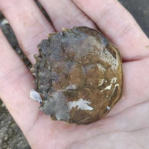 Chinese Mitten Crab