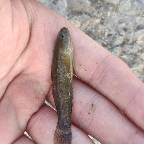 Shimofuri Goby