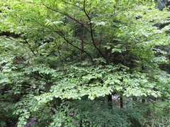 Euptelea polyandra