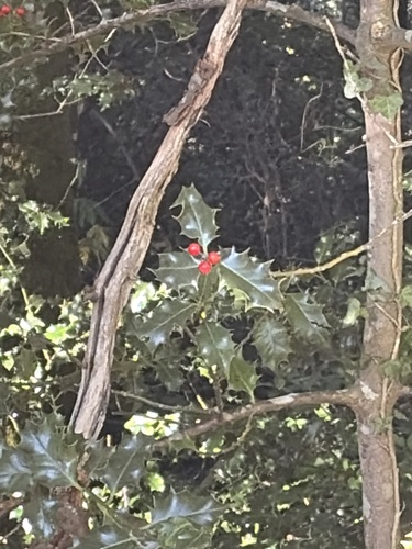 European holly