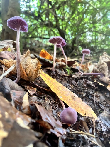 Amethyst Deceiver