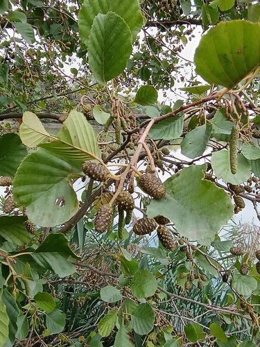 common alder