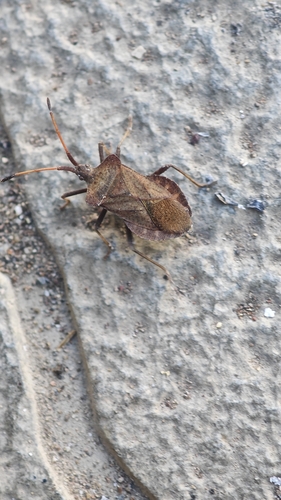 Dock Bug