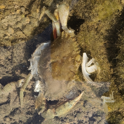 green mud crab