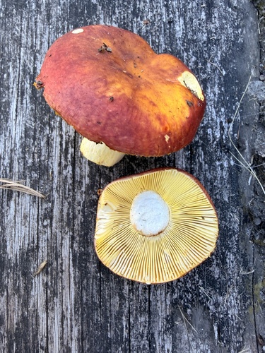 Gilded Brittlegill