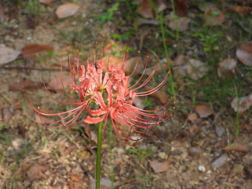 red spider lily