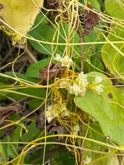 Cuscuta campestris, photograph (c) 黃美滿, some rights reserved (CC BY)