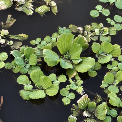 Water Lettuce