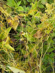 Cuscuta campestris, photograph (c) 黃美滿, some rights reserved (CC BY)