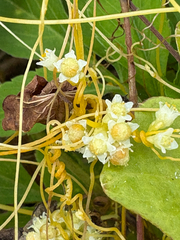Cuscuta campestris