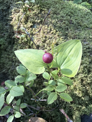 May Lily