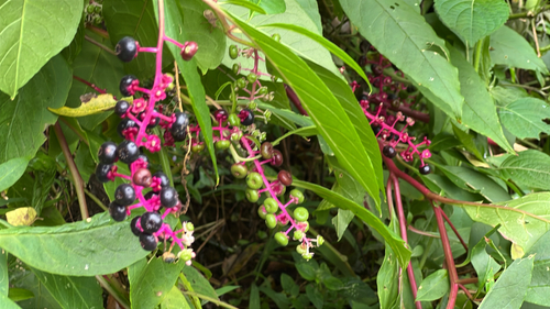 American pokeweed