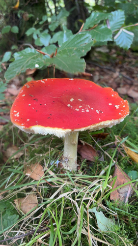 Fly Agaric