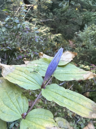willow gentian