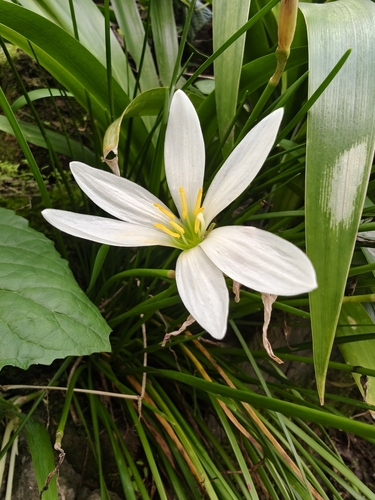 White rain-lily
