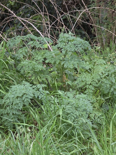 Conium maculatum, photograph 2
