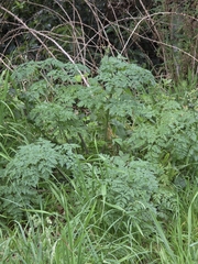 Conium maculatum, photograph (c) Ian Rainbow, some rights reserved (CC BY)
