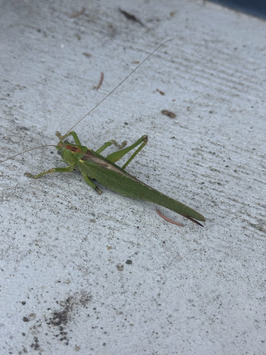 Great Green Bush-cricket
