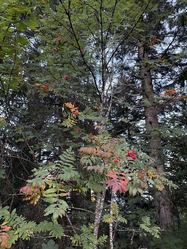 European mountain ash