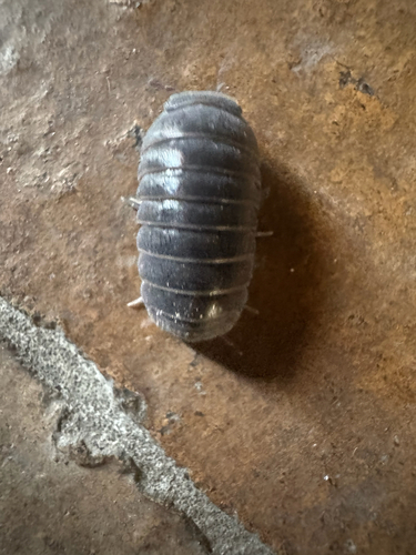 Armadillo officinalis