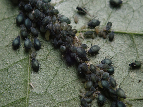 Elder Aphid