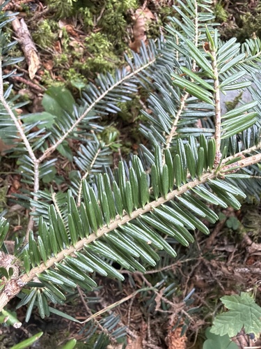 silver fir