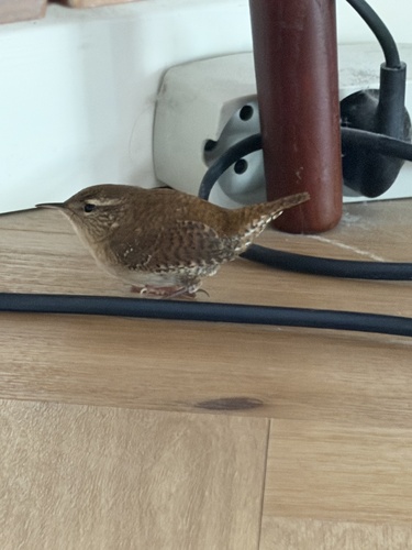 Eurasian Wren