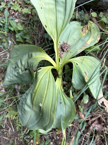 Great Yellow Gentian