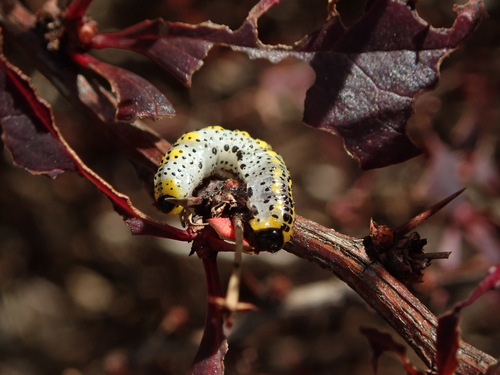 Berberis Sawfly