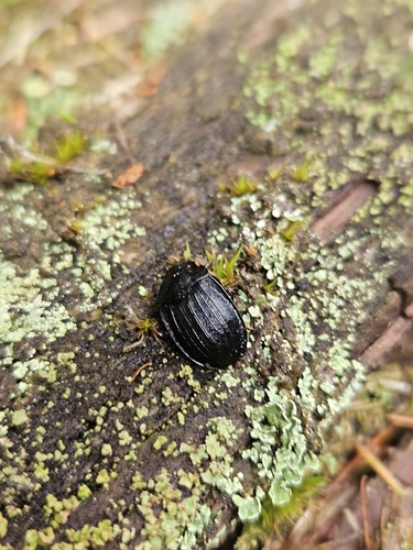 Black snail beetle
