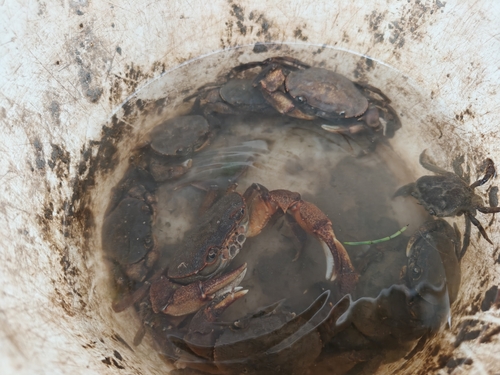 Longpotamon acutum