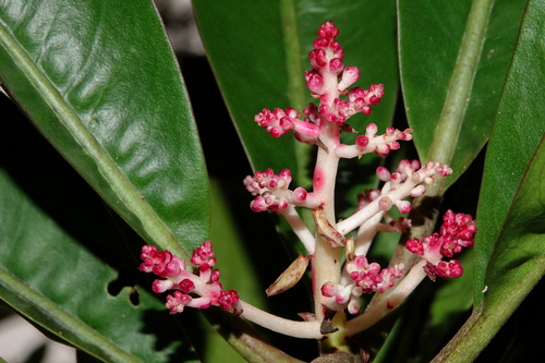 Tapeinosperma observed 2026-09-20