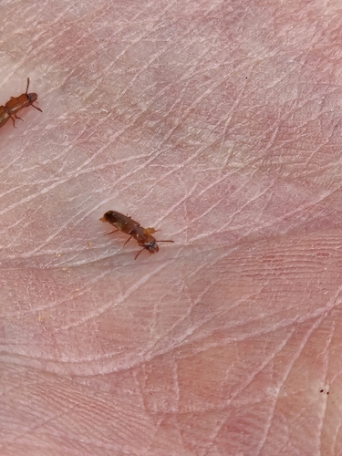 Prostomis mandibularis