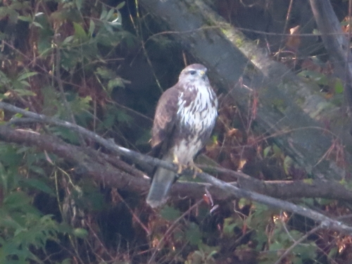 Common Buzzard