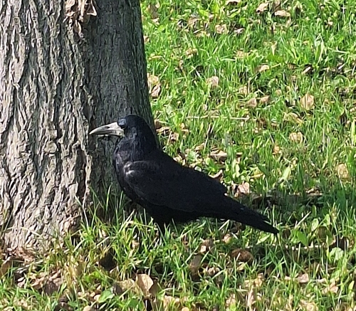 Rook