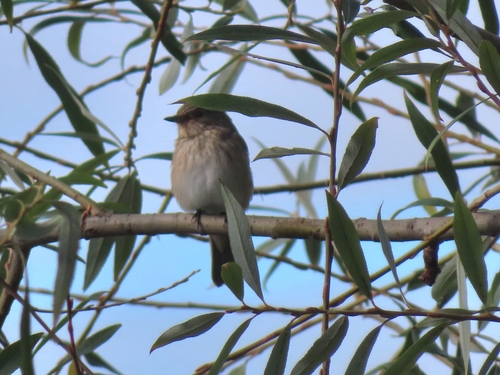 Spotted Flycatcher