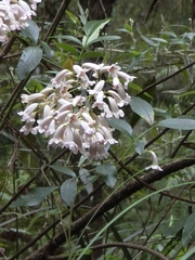 Pandorea pandorana